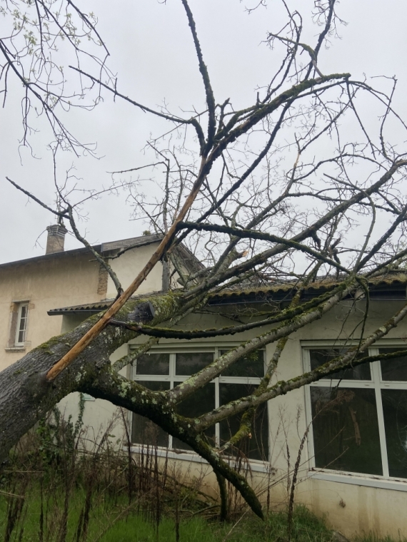 Intervention d'urgence après chute d'arbres, Meillonnas, AIN BOIS SERVICE