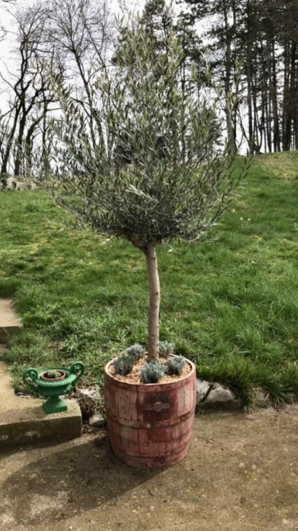 Installation d'un Olivier et de Lavende dans un vieux Fut, Meillonnas, AIN BOIS SERVICE